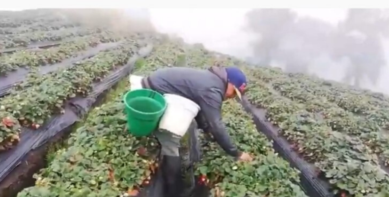 Cultivos de fresas en Sibaté)