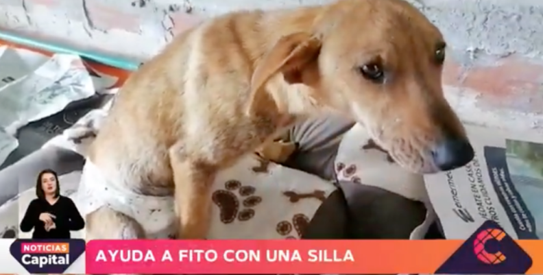 Fito el perrito. Fito el perrito.