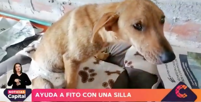 Fito el perrito.