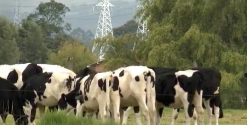 Productores de leche