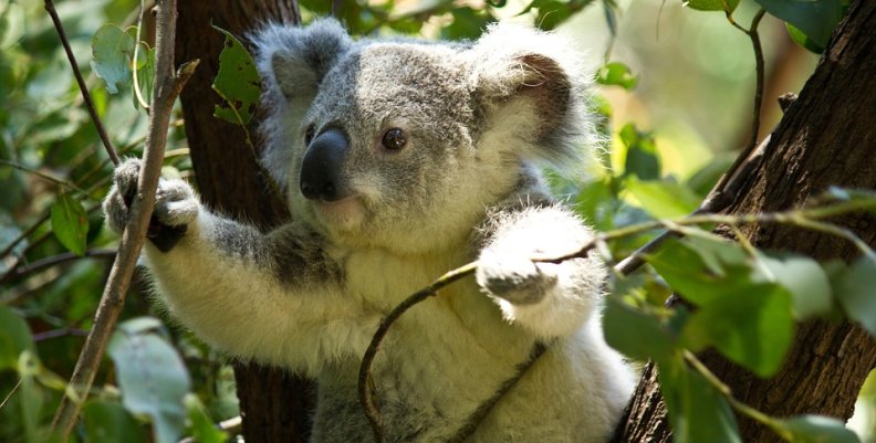 koala-74908_960_720