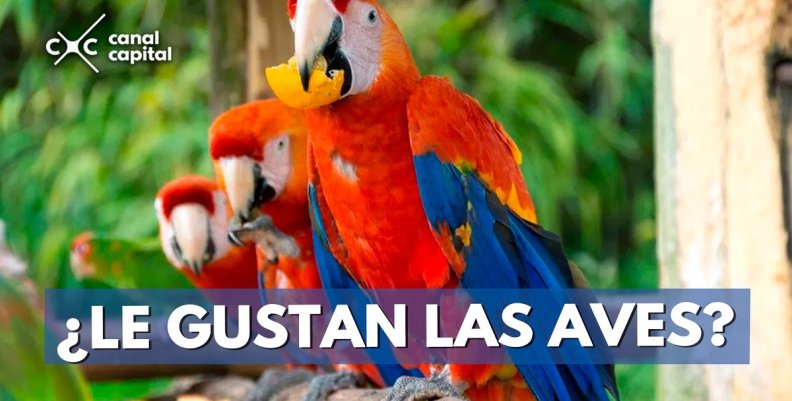 ¿LE-GUSTAN-LAS-AVES-