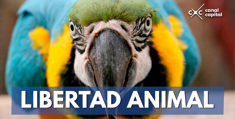 Libertad Animal