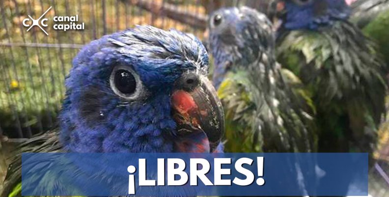 Secretaría de Ambiente libera aves en su hábitat natural