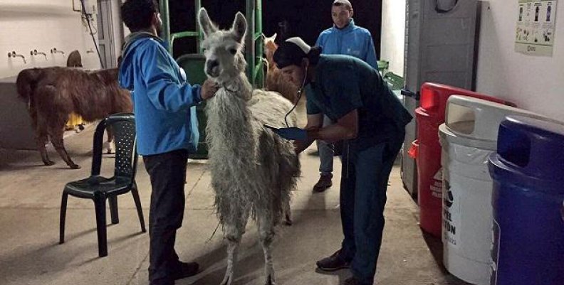 llamas_rescatadas