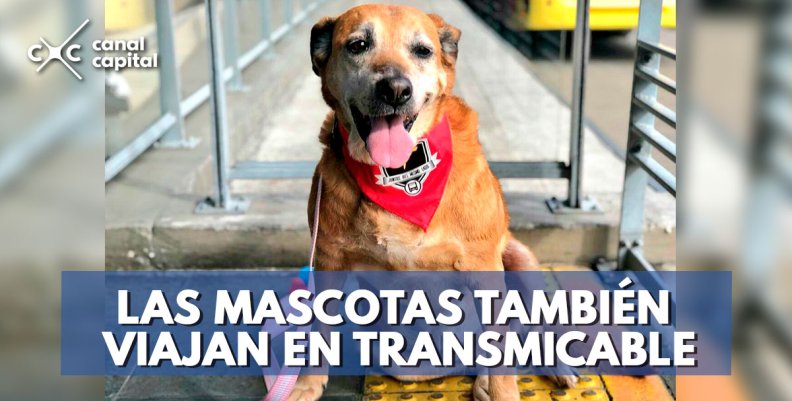 mascota