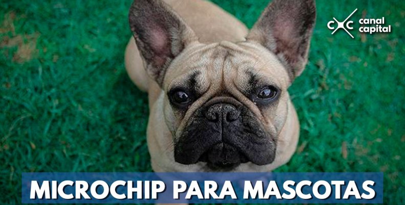 MICROCHIP-PARA-MASCOTAS- MICROCHIP-PARA-MASCOTAS-