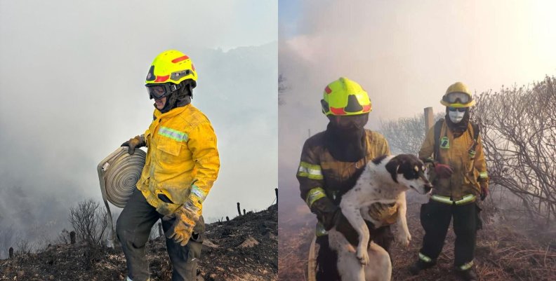 Bomberos rescatando animales en un incendio en el cerro El Cable.