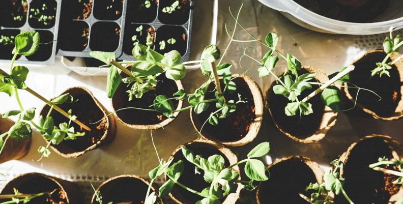 Plantas sembradas encima de una mesa