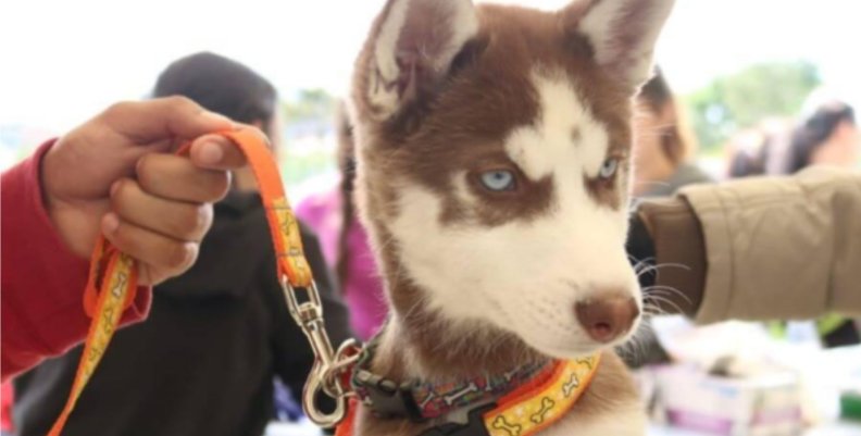 Perro de color gris sujetado al collar de su dueño