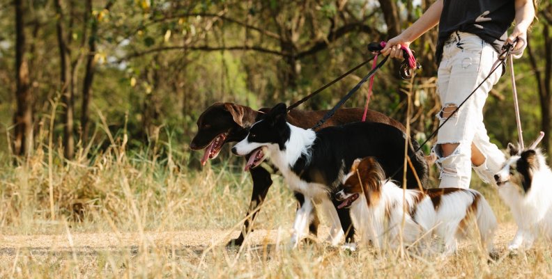 'El encantador de perros'