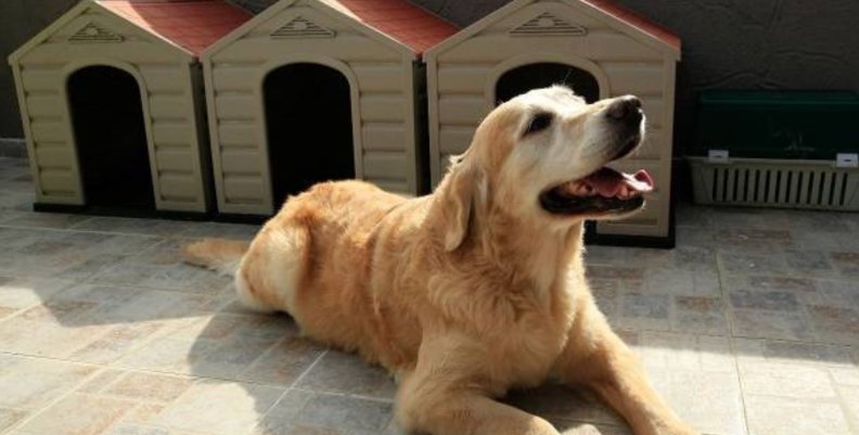 Perro de color amarillo quemado recostado en el piso.