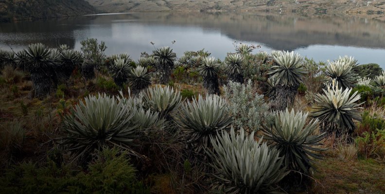 Páramo de Sumapaz