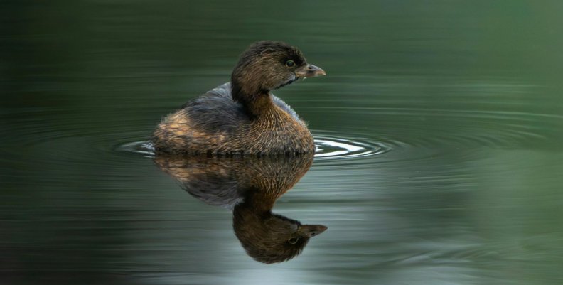 El pato zambullidor andino