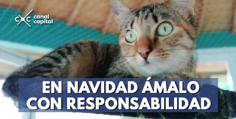 Recomendaciones para que su mascota no se asuste por la pólvora en Navidad