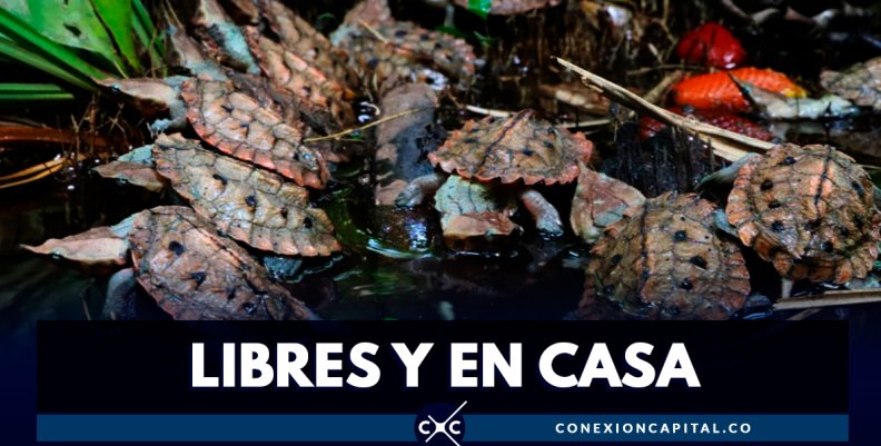 811 tortugas matamata fueron liberadas en los Llanos Orientales