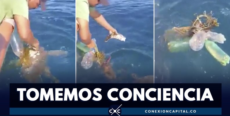 EN VIDEO: tortuga pierde aleta por culpa de la basura en el mar