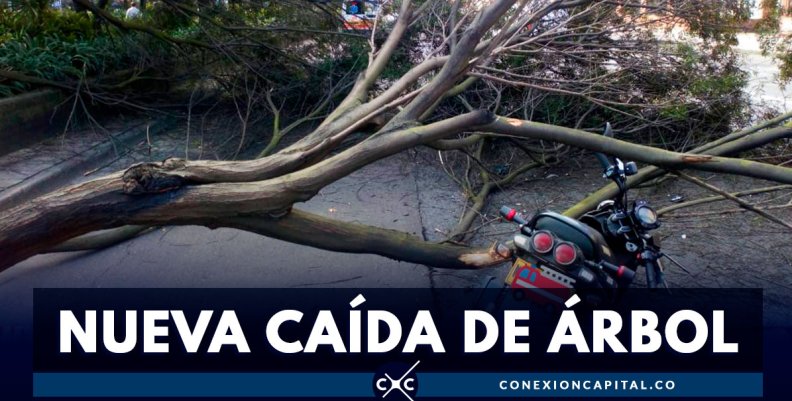 Motociclista resultó herido tras caída de un árbol