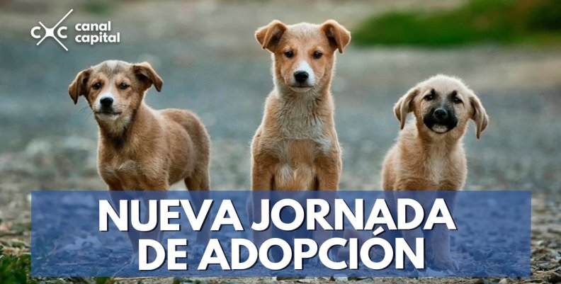 Nueva-jornada-de-adopción