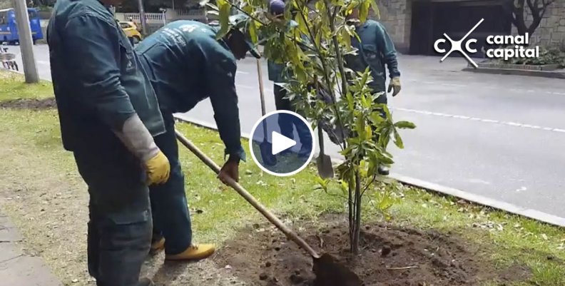 Inició plantación de árboles sobre la carrera novena 