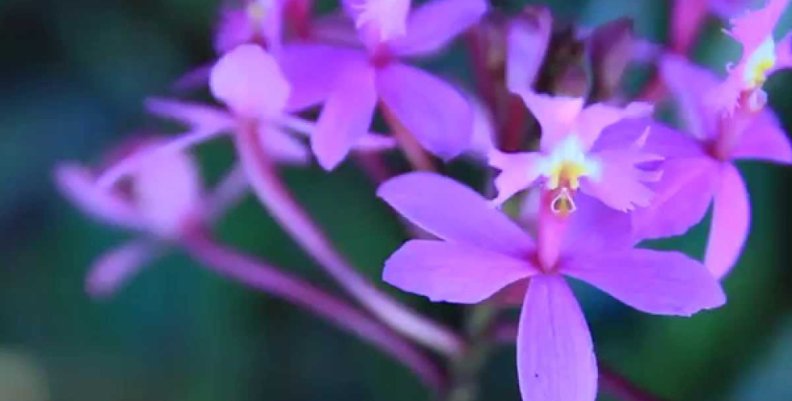 orquideascolombianas