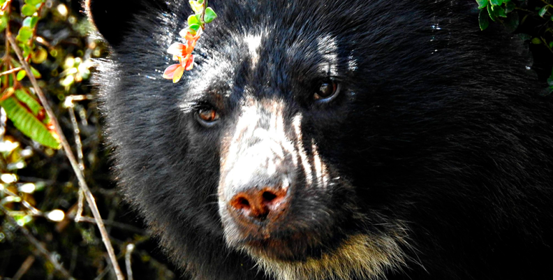 OSO DE ANTEOJOS