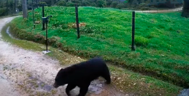 OSO EN CHAPINERO OSO EN CHAPINERO