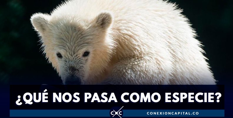 Osa polar recorrió 1.500 kilómetros en búsqueda de alimento