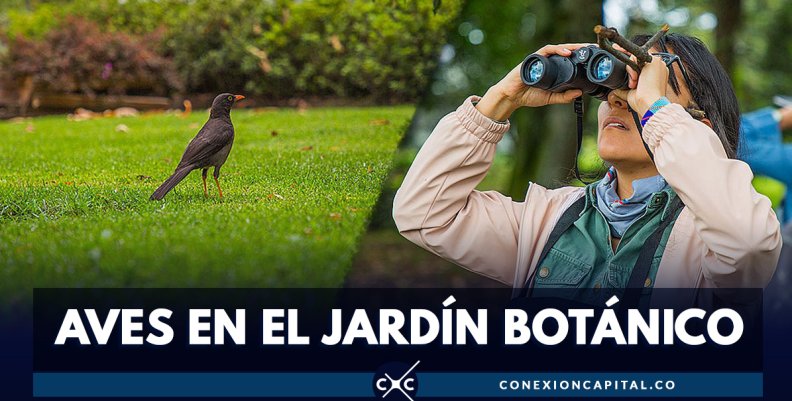 Participe en la jornada de observación de aves en el Jardín Botánico