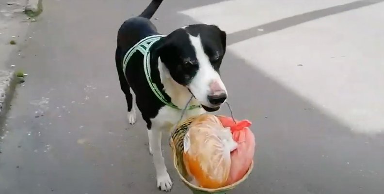 Perro Perro