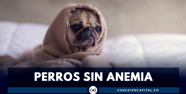 PERRO SUN ANEMIA PERRO SUN ANEMIA