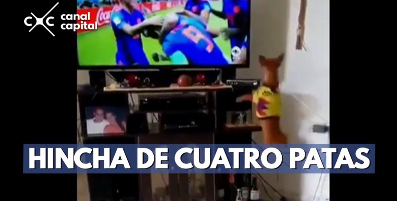 perro_gol perro_gol
