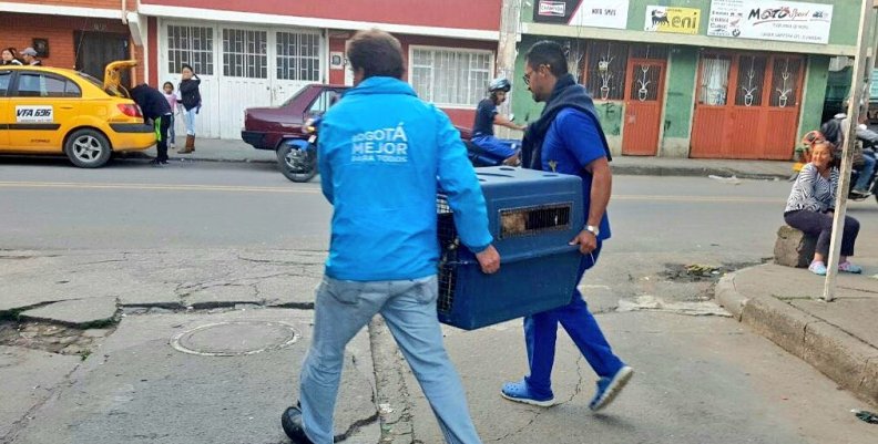 En una semana se pueden rescatar y tratar animales de todo tipo en la ciudad