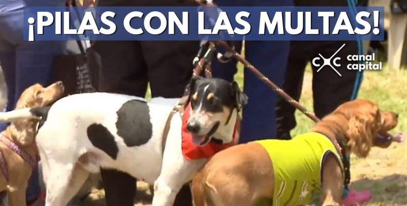 perros perros