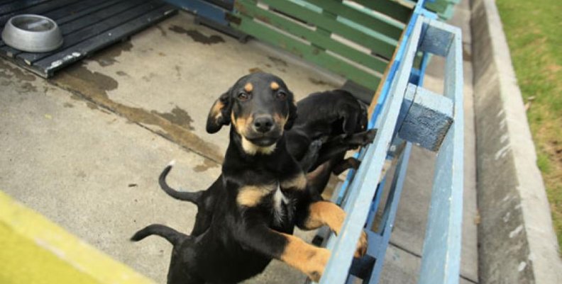 perros perros