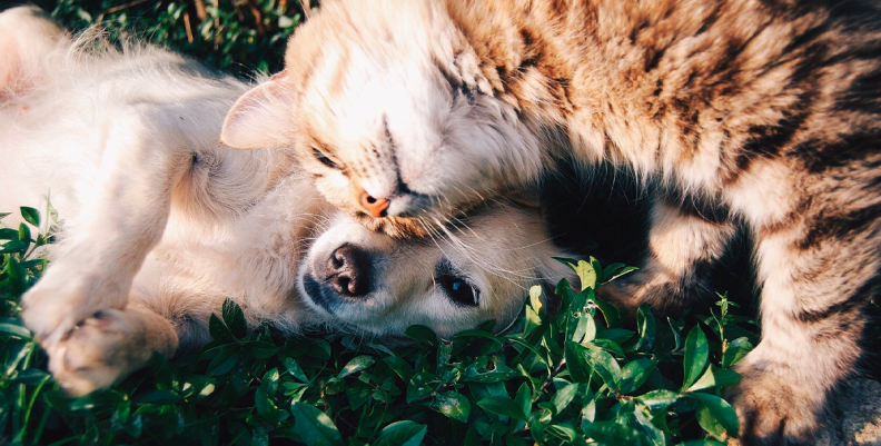 PERROS Y GATOS