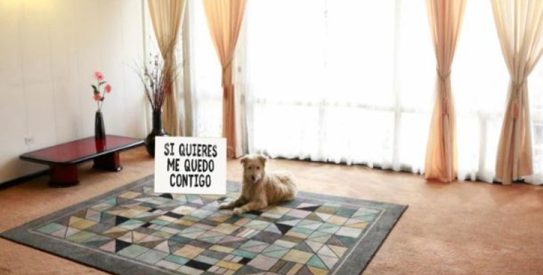 perros3 perros3