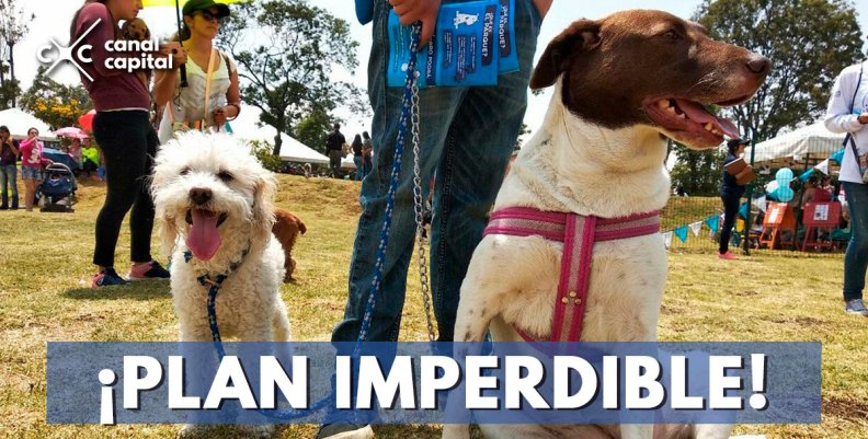 ¡PLAN-IMPERDIBLE!- ¡PLAN-IMPERDIBLE!-