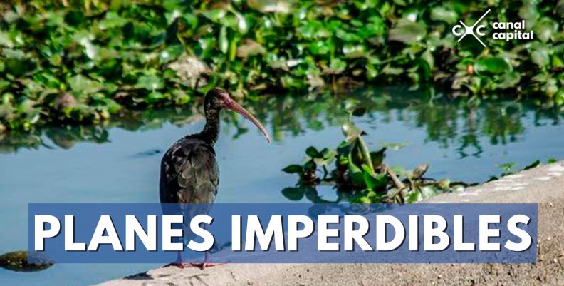 PLANES-IMPERDIBLES