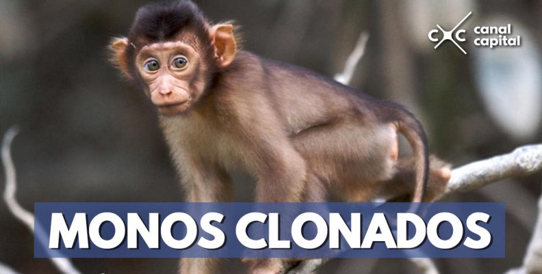 Científicos chinos clonan monos genéticamente modificados