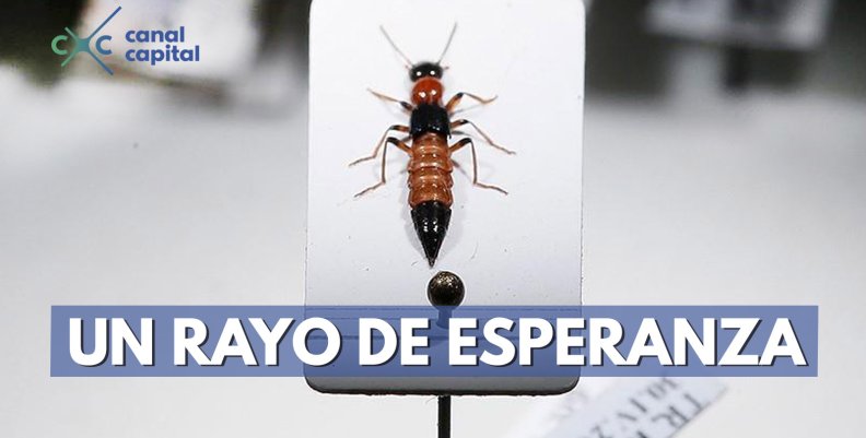 escarabajo-cancer escarabajo-cancer