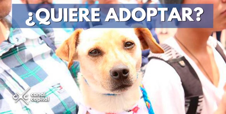 ¿QUIERE-ADOPTAR-