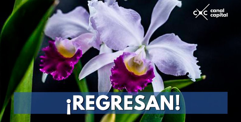 ¡Regresan!