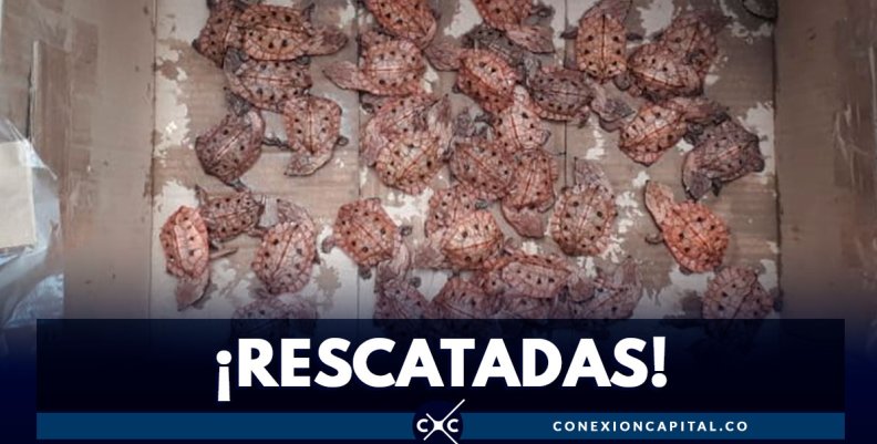 1.359 tortugas bebés fueron rescatadas en el aeropuerto El Dorado