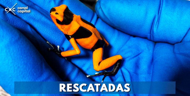 RESCATADAS