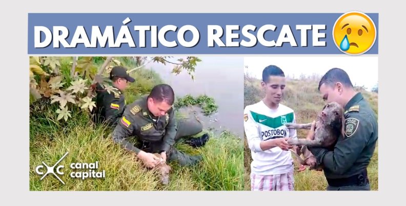 rescate-milo