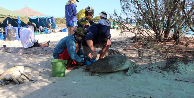 Scientists conduct turtle sampling in the Howick group of islands on the Great Barrier Reef