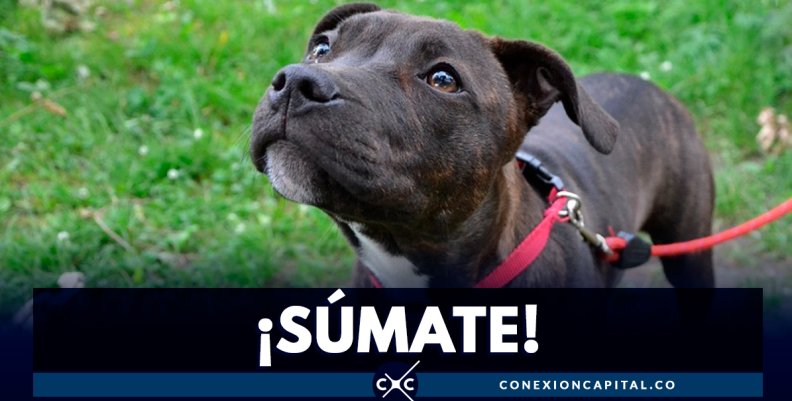 súmate súmate