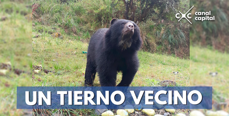 tierno-vecino