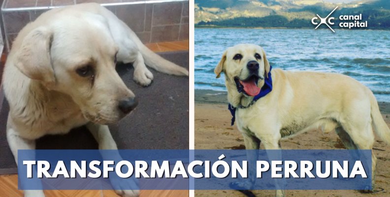 Transformación-perruna